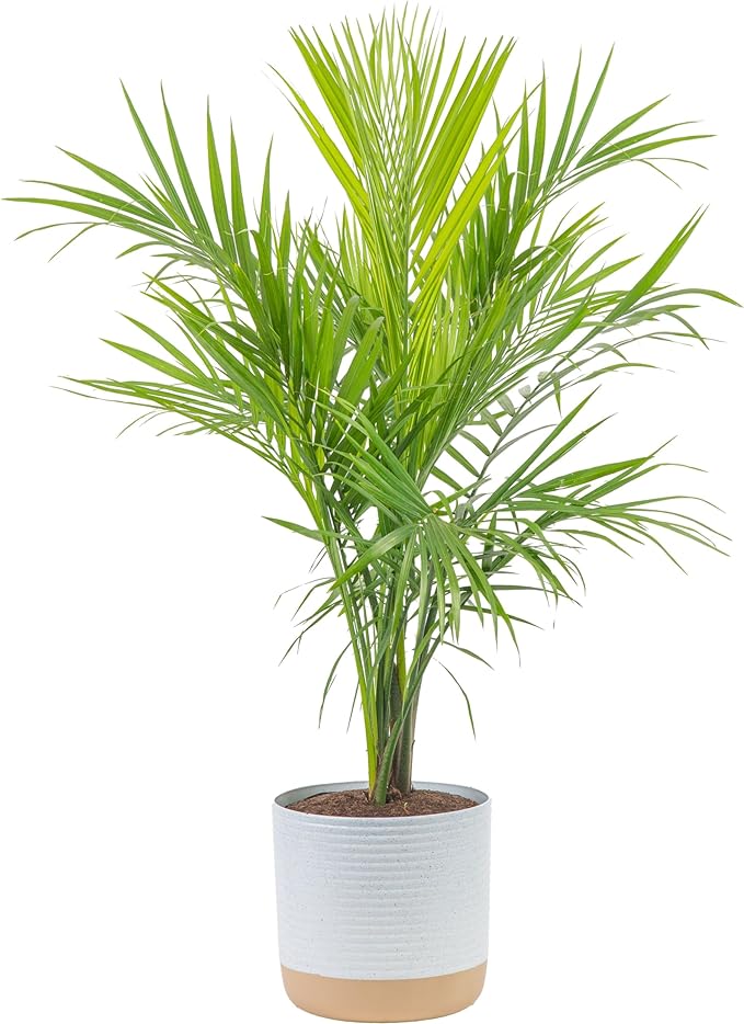 Plant